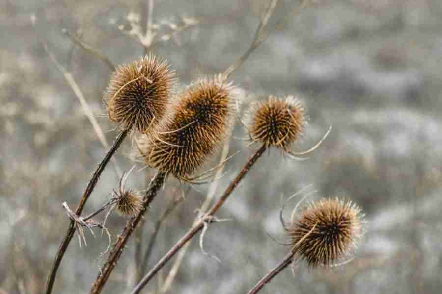 Creating a Special Winter Haven For Wildlife in Your Garden 2 winter seed heads - winter haven for wildlife