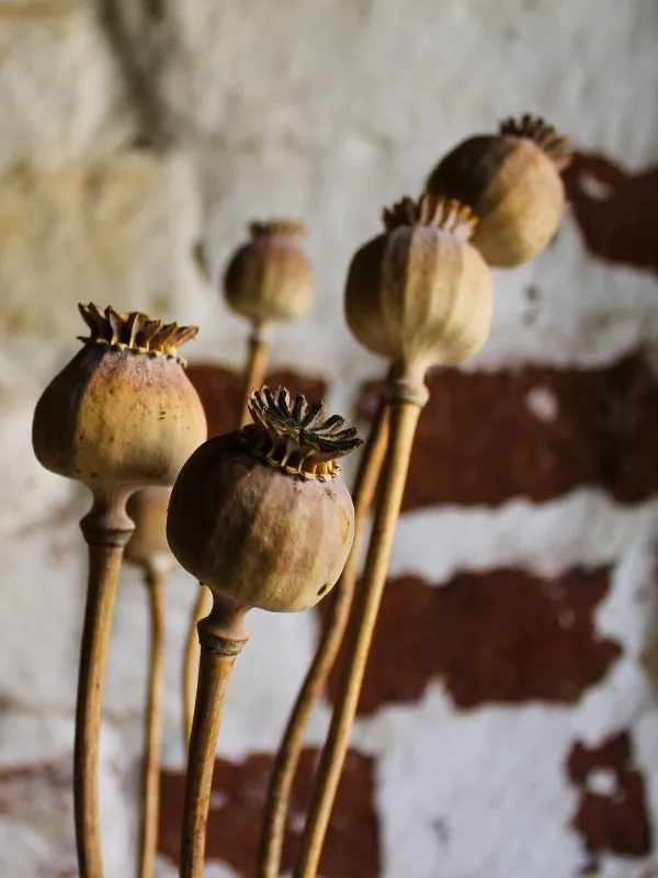 poppy seed heads