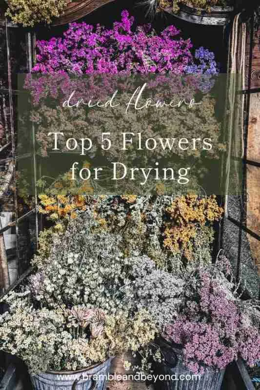 5 Easy-to-Grow Flowers for Drying That Every Gardener Should Grow 6 Transform your garden into a source of timeless beauty with these five easy-to-grow flowers for drying. Discover how to cultivate, harvest, and dry strawflowers, grasses, dahlias, and more. Perfect for creating long-lasting arrangements that bring joy all year round!