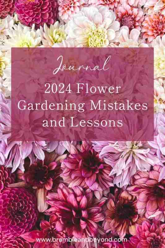 Mistakes, Wins, and Lessons: Flower Farming in 2024 7 Lots of pink dahlias arranged flat with colours cascading pale to dark