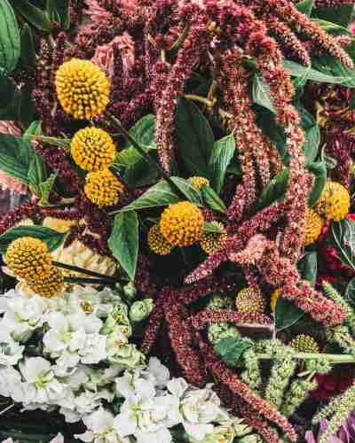 5 Easy-to-Grow Flowers for Drying That Every Gardener Should Grow 8 billy buttons (craspedia) in amongst red amarnthus