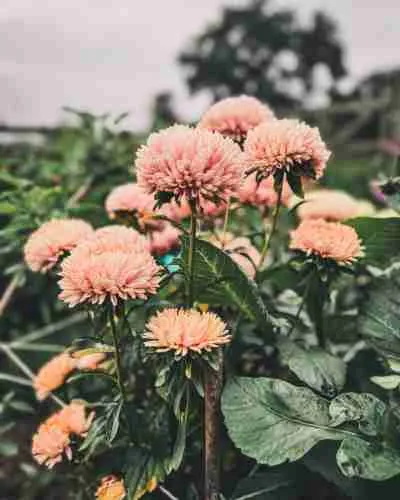 5 Easy-to-Grow Flowers for Drying That Every Gardener Should Grow 14 china aster
