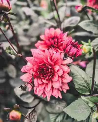 5 Easy-to-Grow Flowers for Drying That Every Gardener Should Grow 10 molly raven dahlias