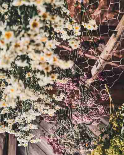 5 Easy-to-Grow Flowers for Drying That Every Gardener Should Grow 18 feverfew hanging for drying