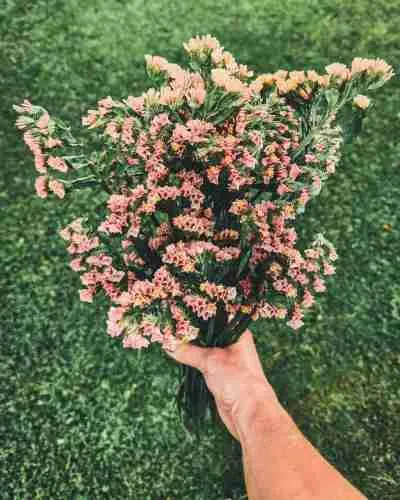 5 Easy-to-Grow Flowers for Drying That Every Gardener Should Grow 12 peach statice