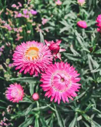 5 Easy-to-Grow Flowers for Drying That Every Gardener Should Grow 4 pink strawflowers