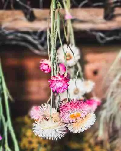 5 Easy-to-Grow Flowers for Drying That Every Gardener Should Grow 2 pink and white strawflowers hanging to dry