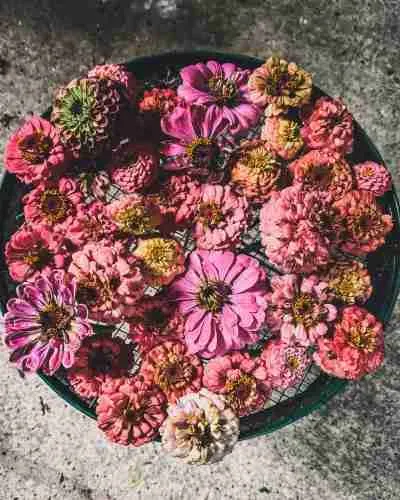 5 Easy-to-Grow Flowers for Drying That Every Gardener Should Grow 16 zinnia