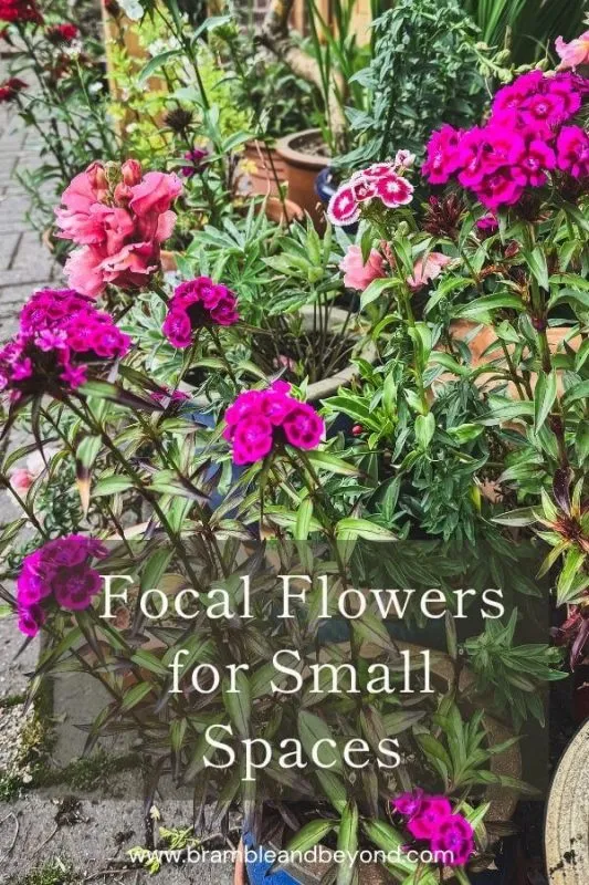 Filler Flowers for Small Spaces Texture, Movement and Charm
