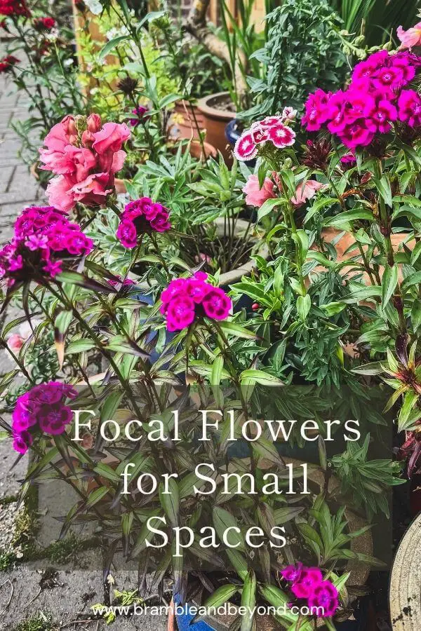 Filler Flowers for Small Spaces Texture, Movement and Charm