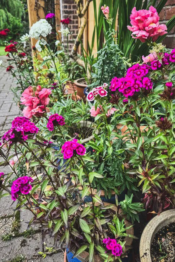 How to Grow Cut Flowers in Small Spaces (Even Without a Garden or Spare Time) 4 sweet williams in pots How to Grow Cut Flowers in Small Spaces (Even Without a Garden or Spare Time)