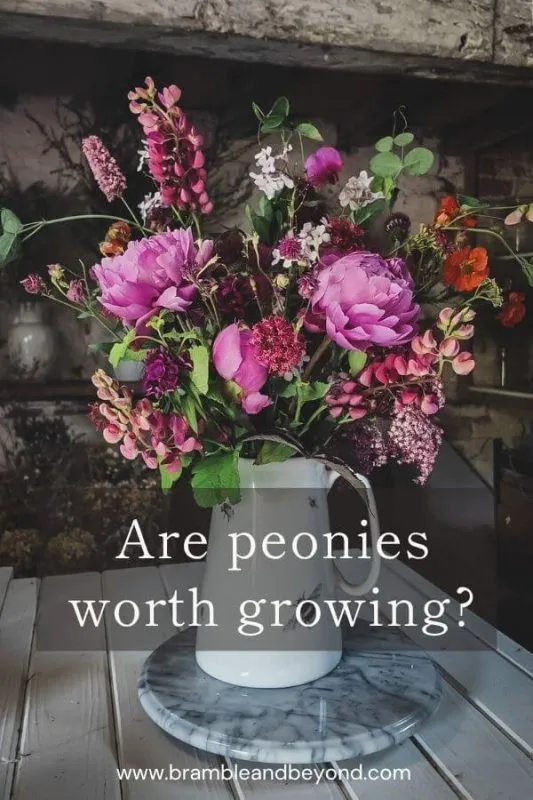 Peonies are beloved for their beauty, scent and nostalgic charm — but with a short bloom window and years to establish, are they really worth the space in your garden? After 14 years of growing them, here’s my honest take on their magic, their limitations, and whether they belong in your cutting patch or simply in a spot you can visit each day.