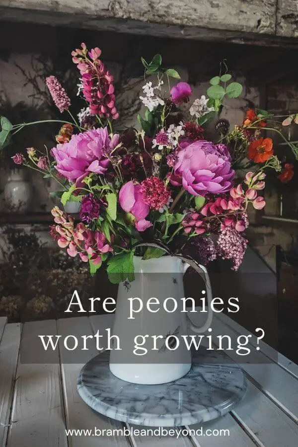 Are Peonies Worth Growing? Honest Advice for Home Gardeners 1 Peonies are beloved for their beauty, scent and nostalgic charm — but with a short bloom window and years to establish, are they really worth the space in your garden? After 14 years of growing them, here’s my honest take on their magic, their limitations, and whether they belong in your cutting patch or simply in a spot you can visit each day.
