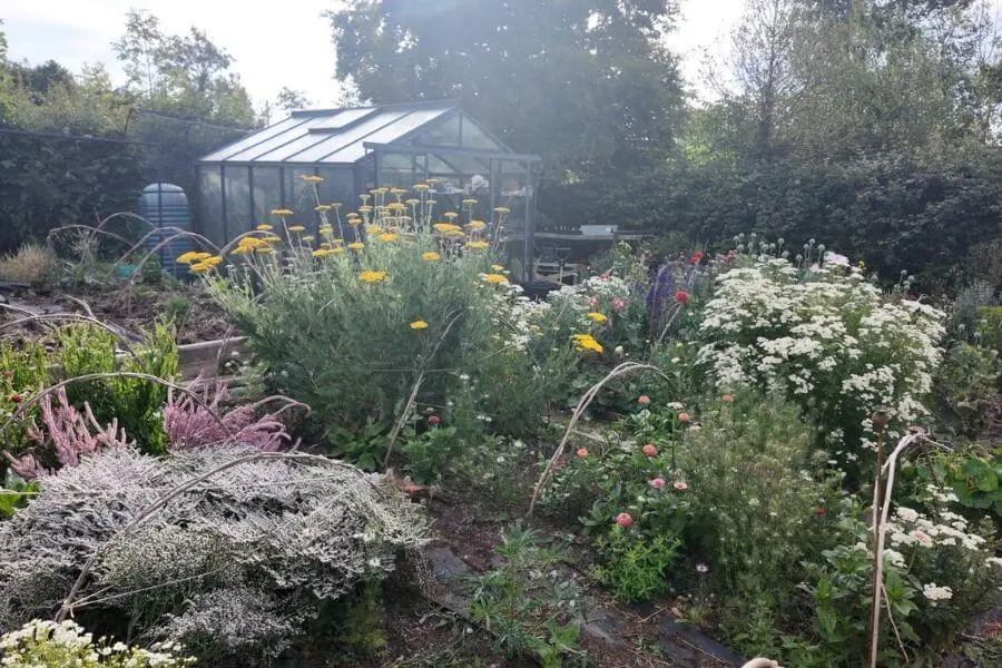 Low-Maintenance, High-Beauty: The Lazy Gardening Guide to Cut Flowers 2 cut flower garden lazy hardening