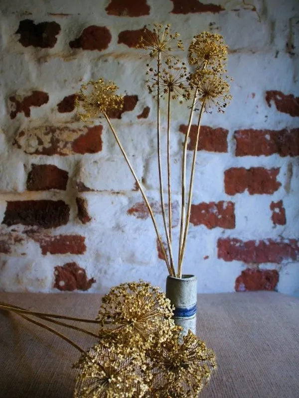 allium seed heads