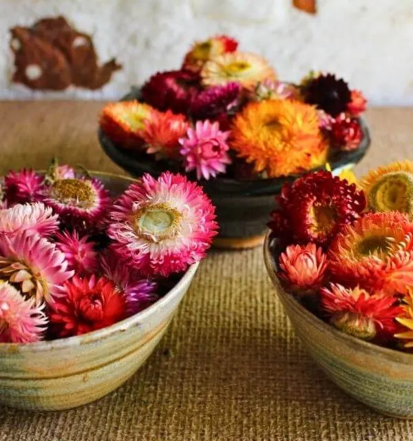 dried strawflower heads